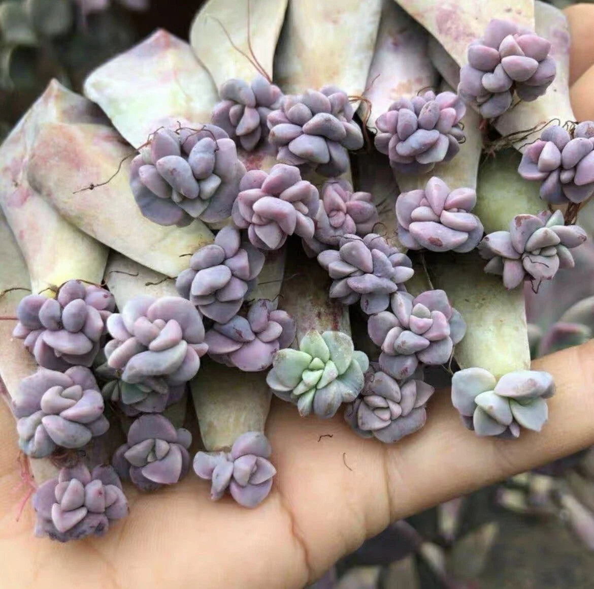 Assorted Leaf Rooted Succulent Plants - 20 Varieties - Unique Collection for Home Decor - Echeveria, Sedum, Haworthia