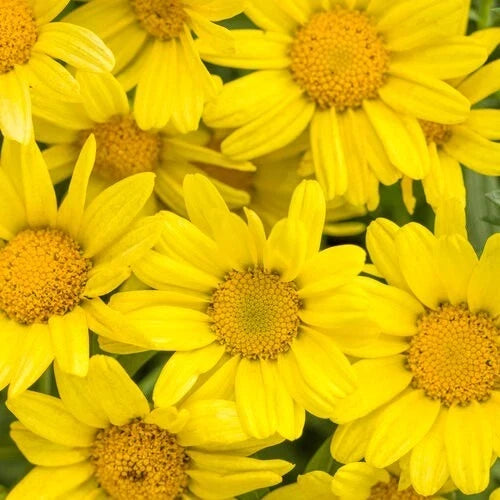 Marguerite Daisy Seeds - 200+ Count - Bright Yellow Flowers - Argyranthemum frutescens - Easy to Grow Garden Seeds
