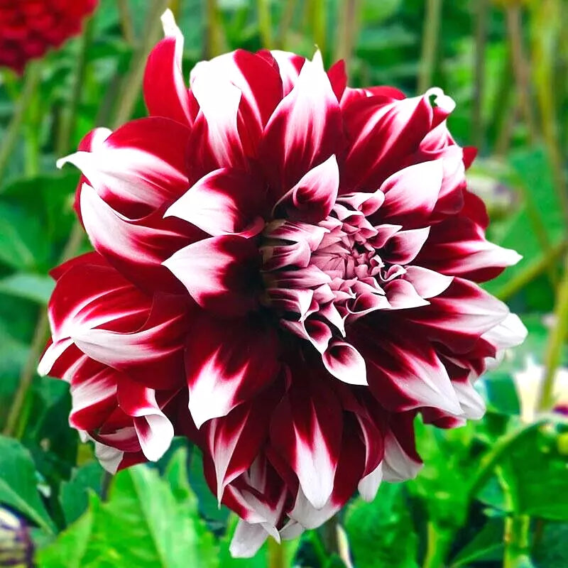 Dahlia Tuber Clump Red White Large Blooms 'Duet' Dahlia decorative 'Duet' 7-9" Flower Plant for Garden Borders & Bouquets