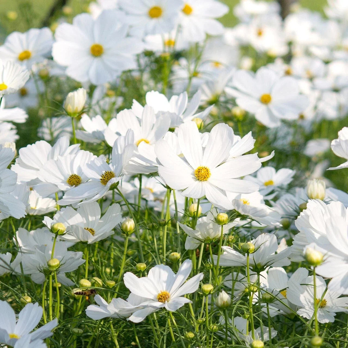 Cosmos Seeds - 200+ Count - Pure Variety for Garden Planting - Cosmos bipinnatus - USA Sourced, Free Shipping