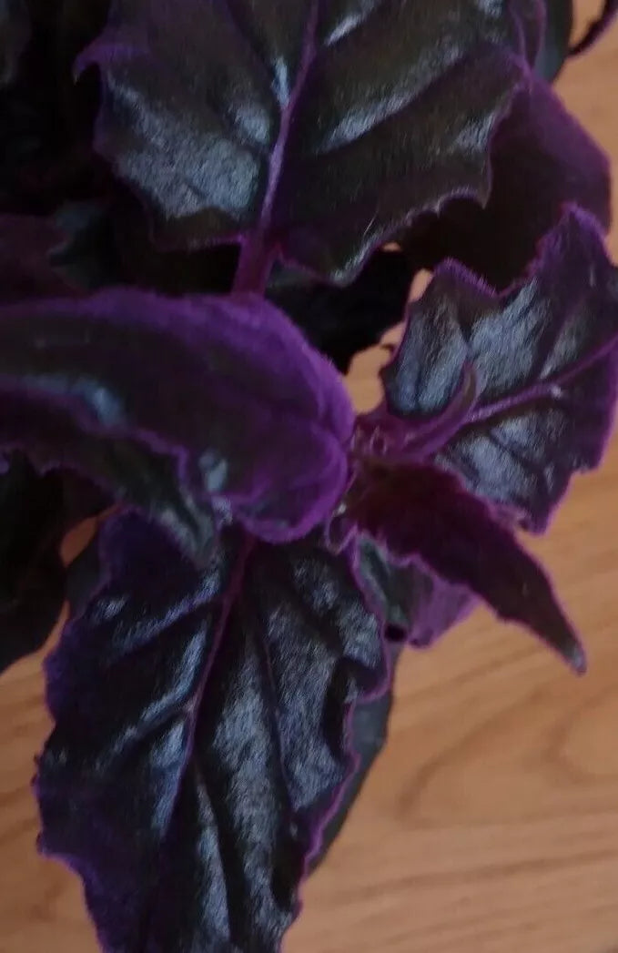 Purple Passion Plant - 4" Live Purple Velvet Gynura Aurantiaca - Rare Indoor Houseplant - Easy Care, Pet Safe Decor