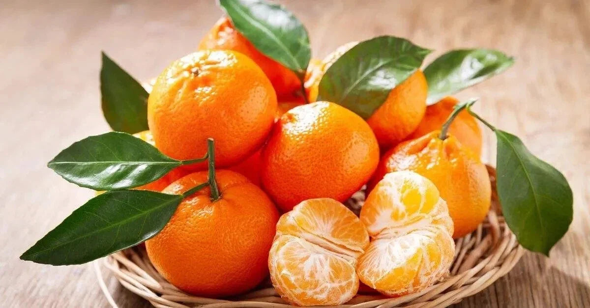 Mandarin Seeds 12 Pack - Citrus reticulata - USA Grown 2024 - Sweet Orange Fruit for Home Gardening