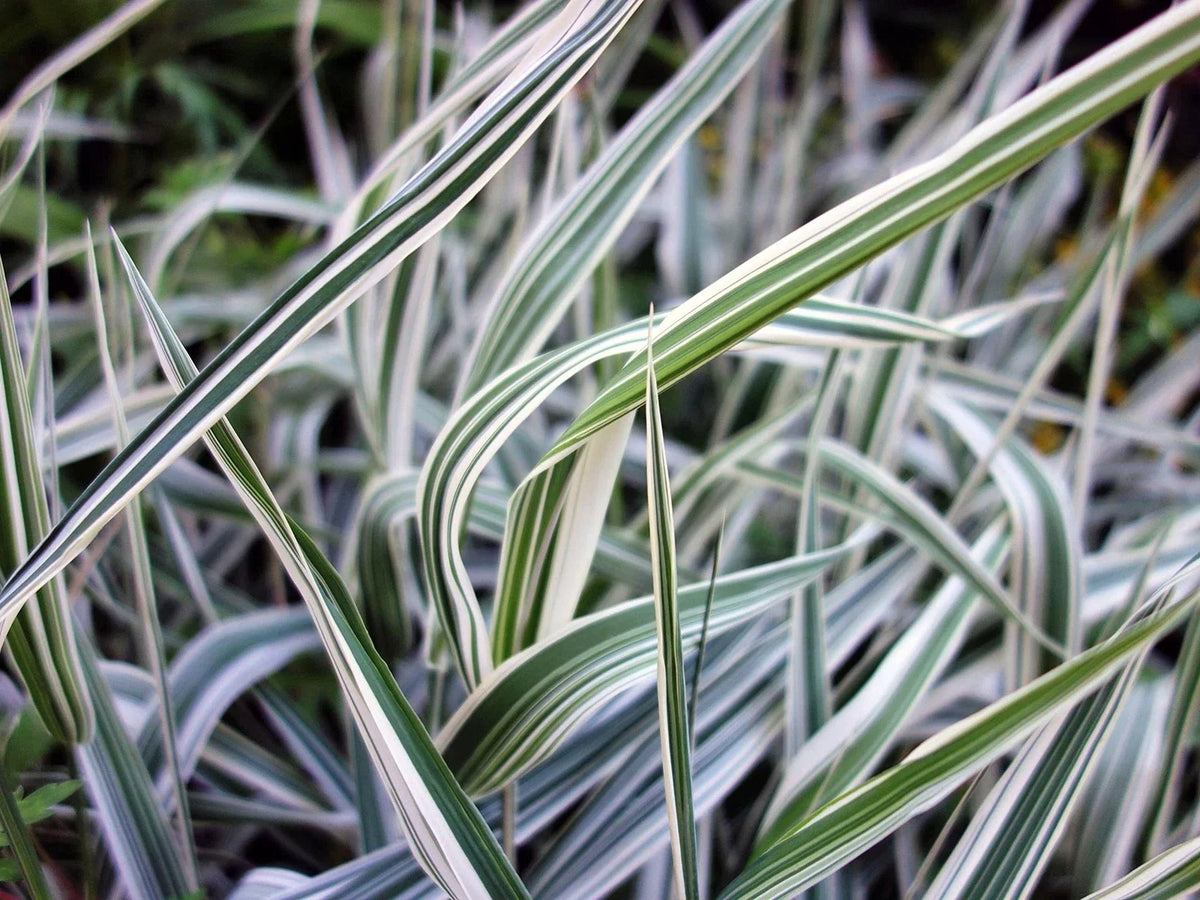 Reed Canary Grass Seeds - 1,000 Count - Ornamental Grass - Phalaris arundinacea - Drought-Resistant Ground Cover