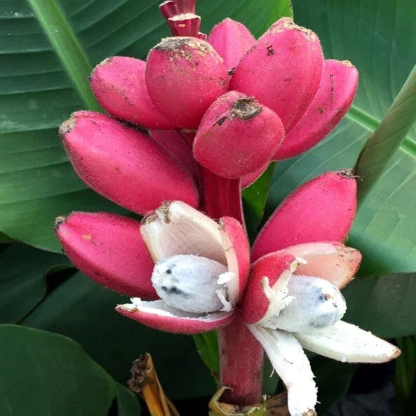 Pink Dwarf Banana Tree Seeds - 10 Rare Musa velutina - Hardy Tropical Fruit Plant for Zone 7b - Unique Indoor/Outdoor Gardening