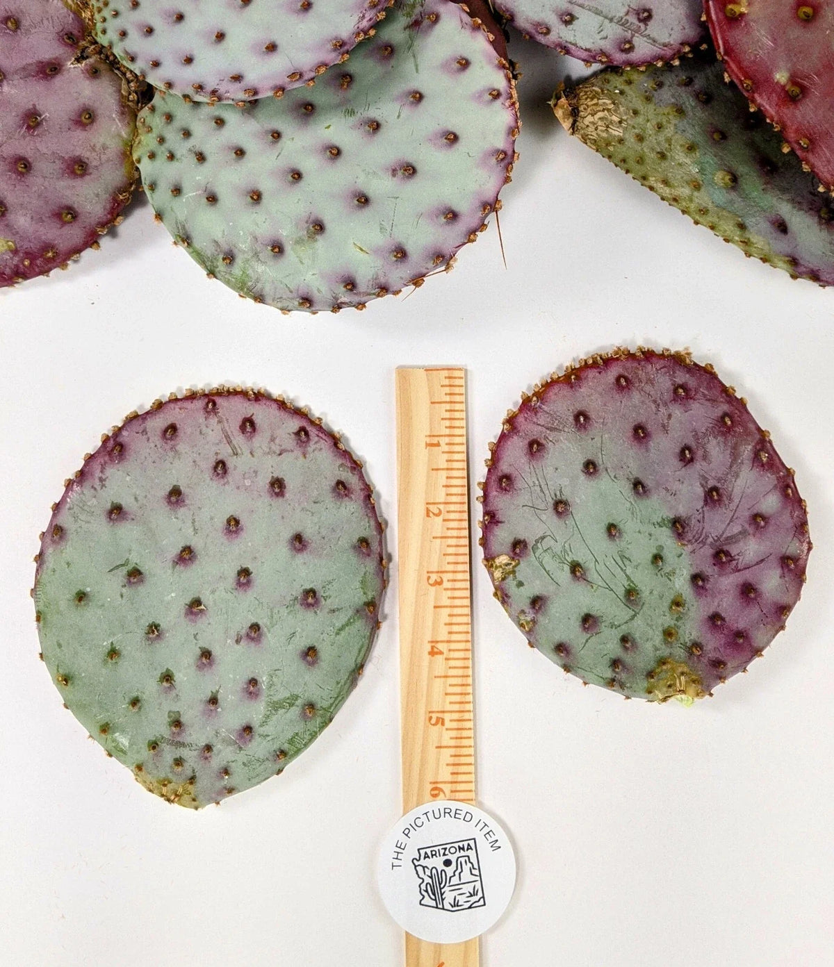 Santa Rita Purple Prickly Pear Cactus 5-6" 3 Pack Opuntia violacea Arizona Grown Drought-Tolerant Indoor Outdoor Garden Plant