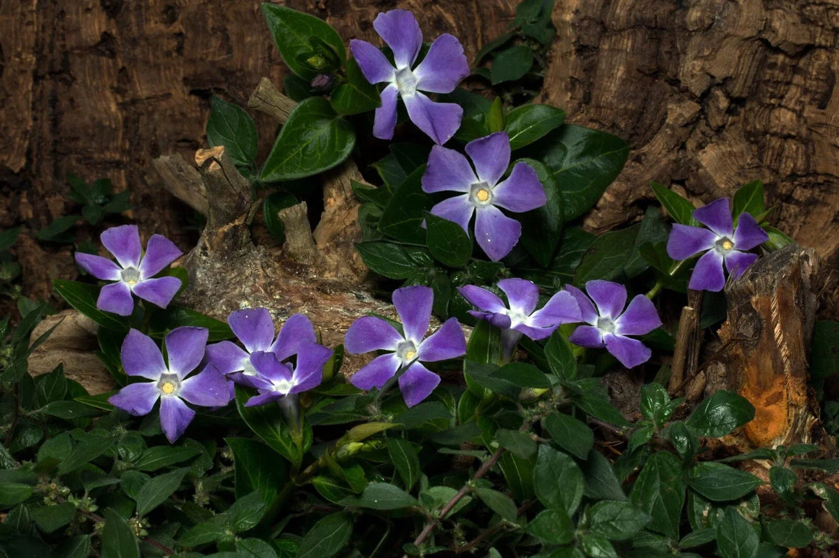 30 Fresh Succulent Cuttings, Assorted Varieties 2-4 Inches, Ideal for DIY Projects and Home Decor, Various Scientific Names