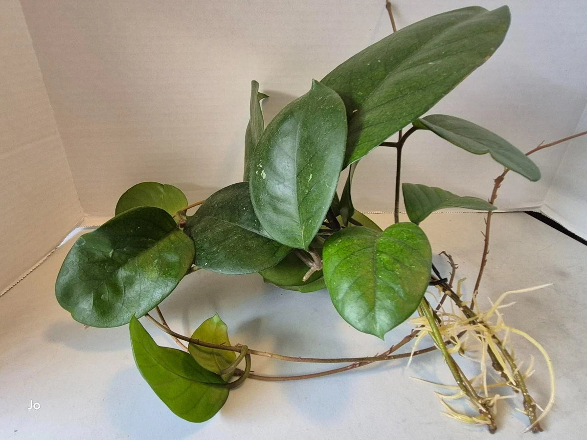 Hoya Fungii Cuttings - 4 Rooted Cuttings for Plant Propagation - Hoya carnosa - Unique Waxy Leaves, Low Maintenance