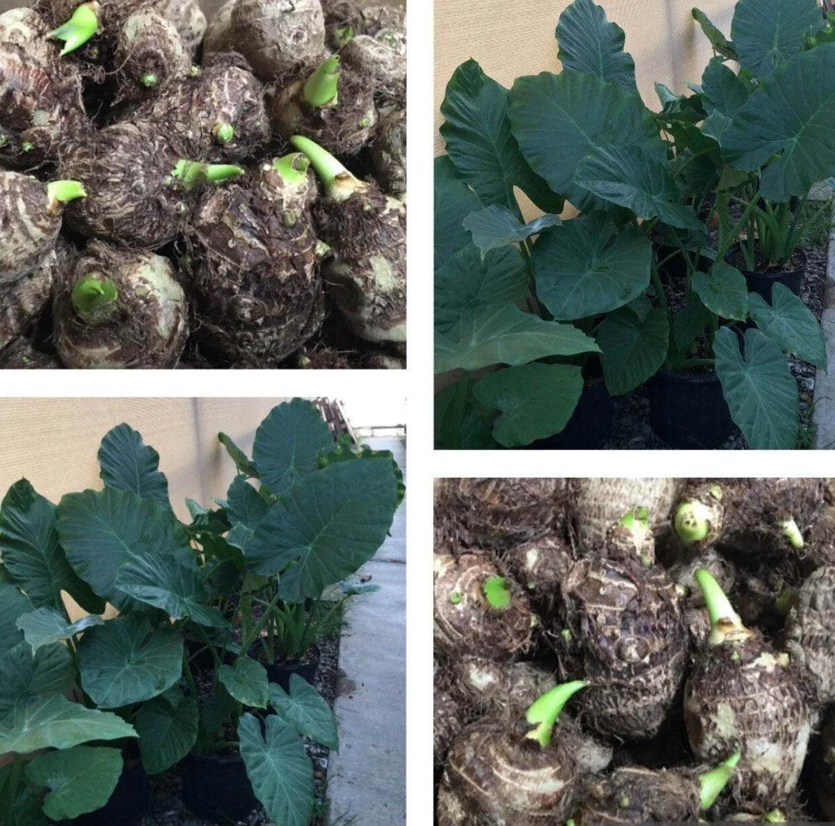 12 Live Colocasia Esculenta Elephant Ear Taro Bulbs for Planting - Tropical Garden Addition, Easy to Grow, Gabi Kalo