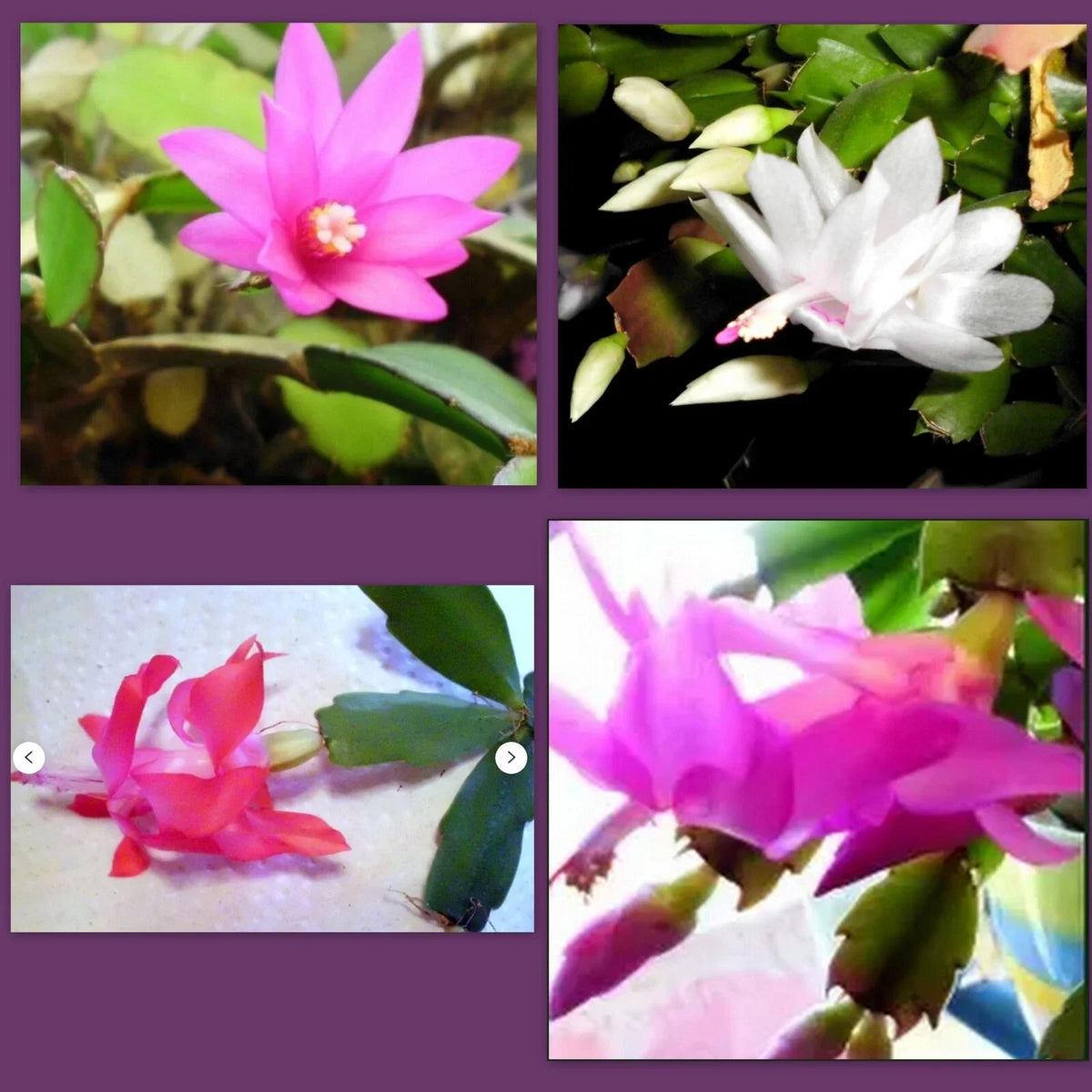 Holiday Cactus Cuttings 1 Each - Pink Schlumbergera truncata - Christmas Easter Thanksgiving Succulent for Propagation