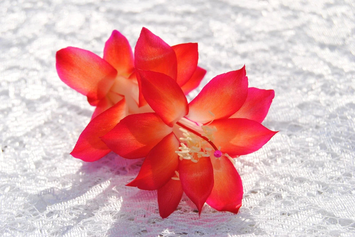 Christmas Cactus Starter Plant 4-Inch Roxanne Variety Schlumbergera Truncata Indoor Holiday Decor Plant