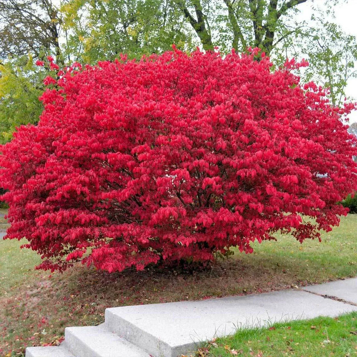 Burning Bush Plant Bare Root 4+ Inches Red Foliage Euonymus alatus, Ready to Plant, Easy Maintenance, Wildlife Friendly