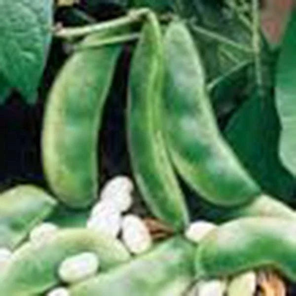 Lima Bean Seeds, 20+ Non-GMO Henderson Bush Variety, Phaseolus lunatus - Great Tasting & Healthy for Home Gardens