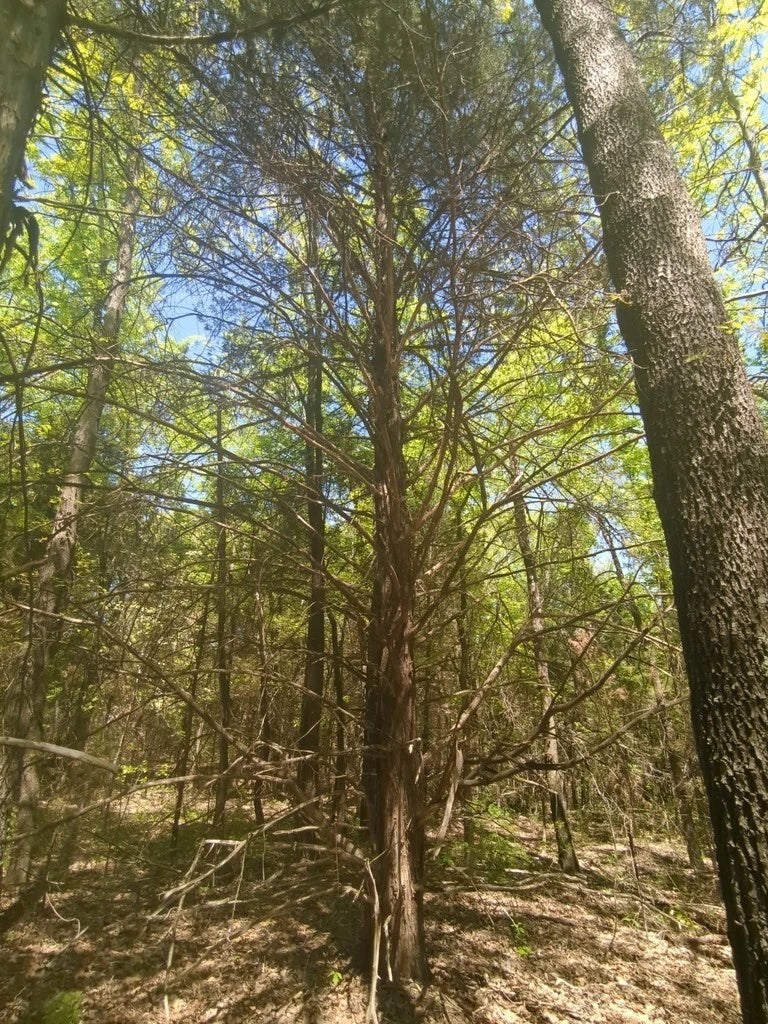 Eastern Red Cedar Seeds - Juniperus virginiana - Non-GMO, Organic, 100 Seeds per Pack - Ideal for Landscaping and Wildlife