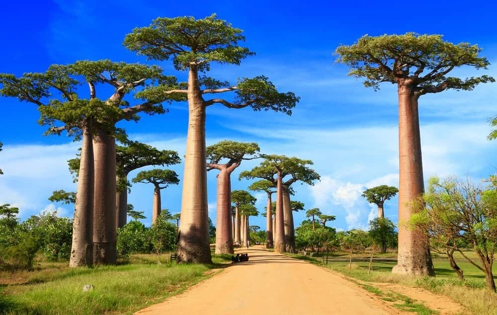 Baobab Bonsai Tree Seeds - 5 Seeds - Adansonia digitata - Rare Indoor Tropical Plant for Unique Gardening