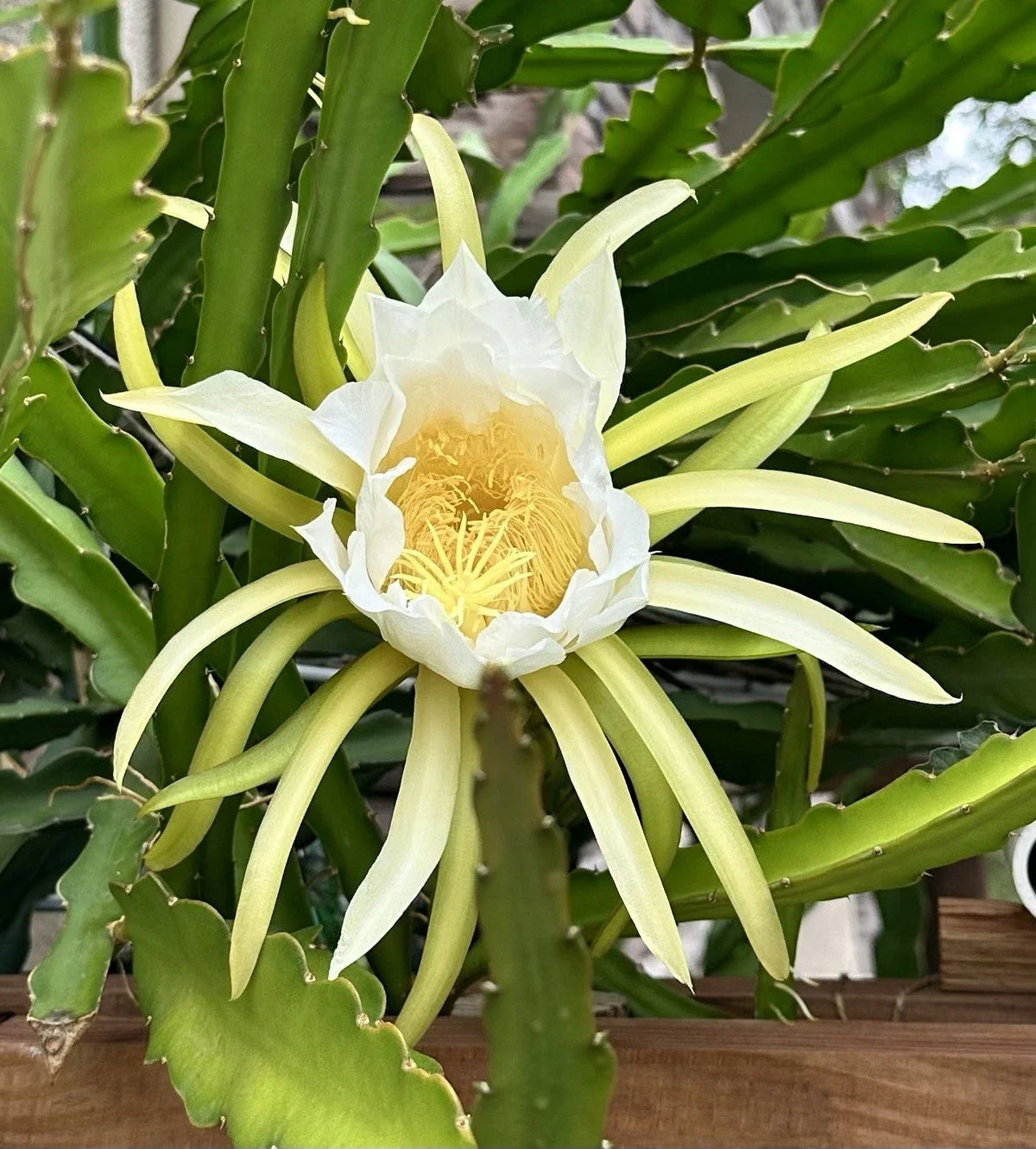 Dragon Fruit Cuttings 8-10 Inches Fresh Pitaya Cuttings for Planting Hylocereus spp. Cactus for Home Garden
