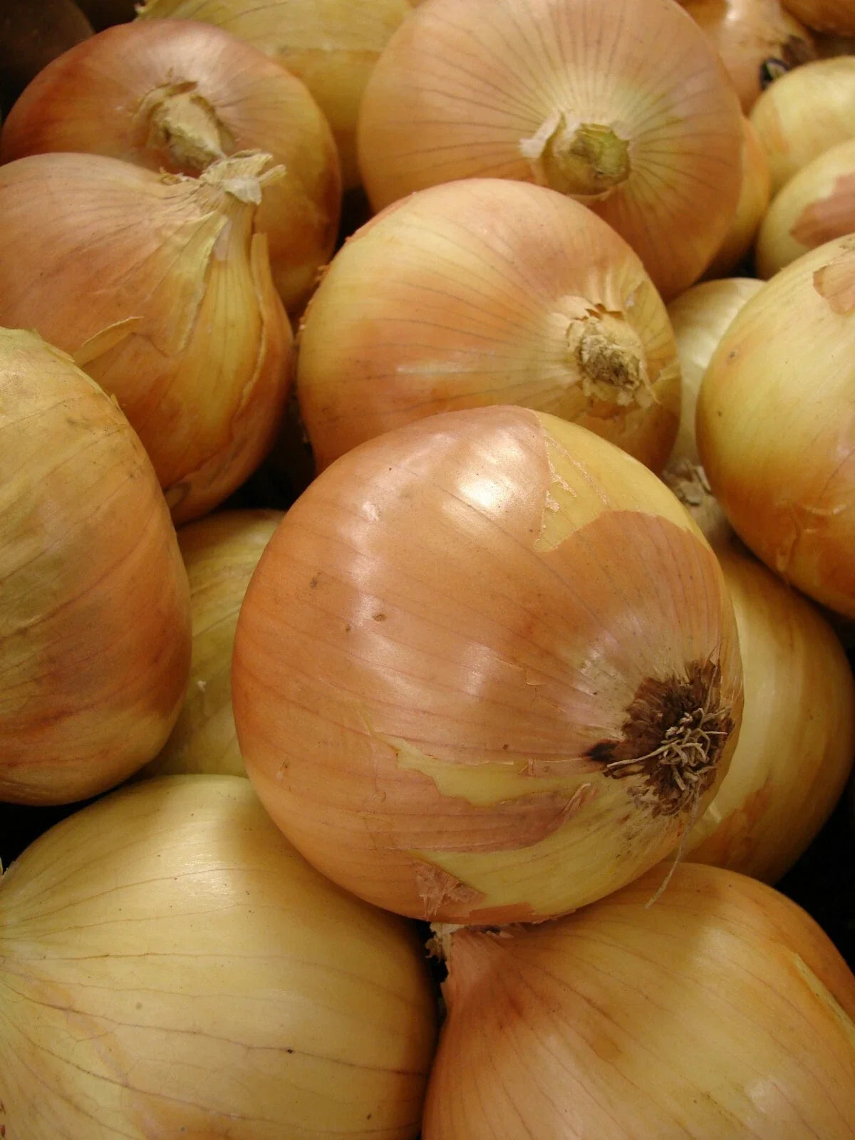 Yellow Granex Onion Seeds 300 Count, Sweet Onion Variety, Allium cepa for Home Gardening