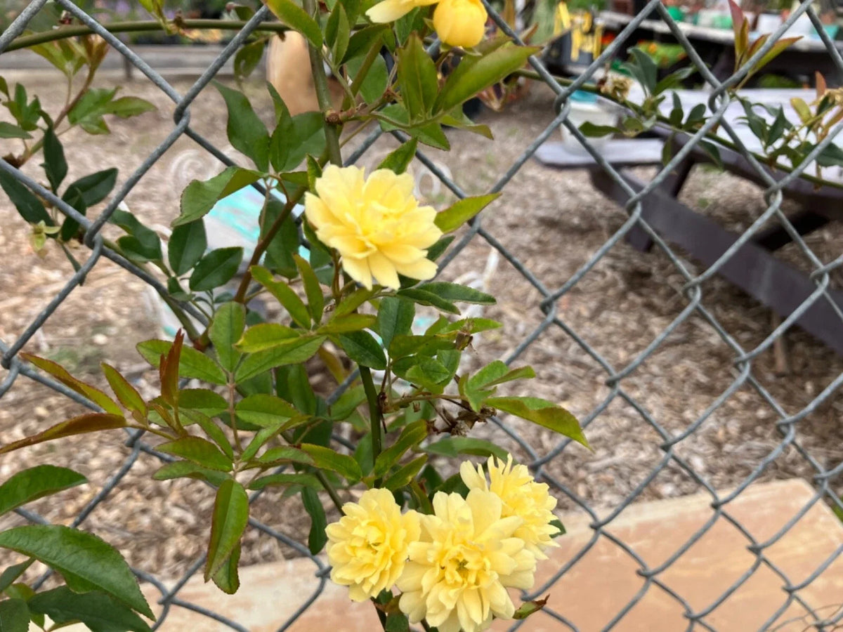 Yellow Lady Banks Climbing Rose Cuttings (4) Thornless - Rosa banksiae 'Lutea' - Ideal for Garden Trellises and Arbors
