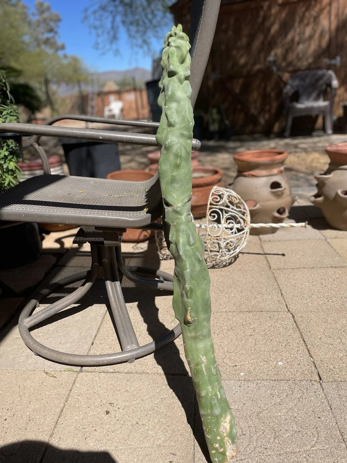 Totem Pole Cactus Cutting - 3ft Rare Exotic Plant - Lophocereus schottii - Unique Indoor/Outdoor Decor