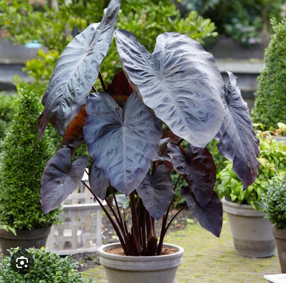 Elephant Ear Plant Small Rooted Starter Diamond Head Colocasia esculenta Tropical Foliage for Indoor or Outdoor Garden