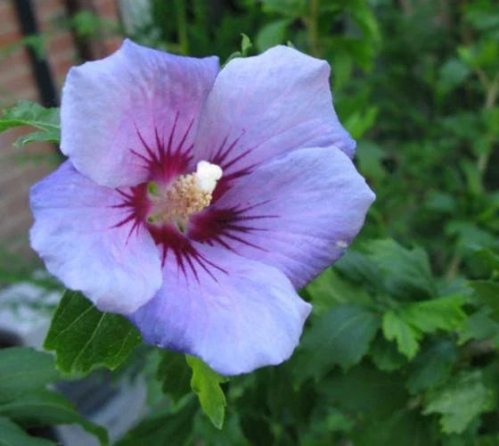 Blue Bird Hibiscus Starter Plant 7L - Hardy Flowering Shrub - Hibiscus syriacus 'Blue Bird' - Vibrant Blue Blooms for Garden