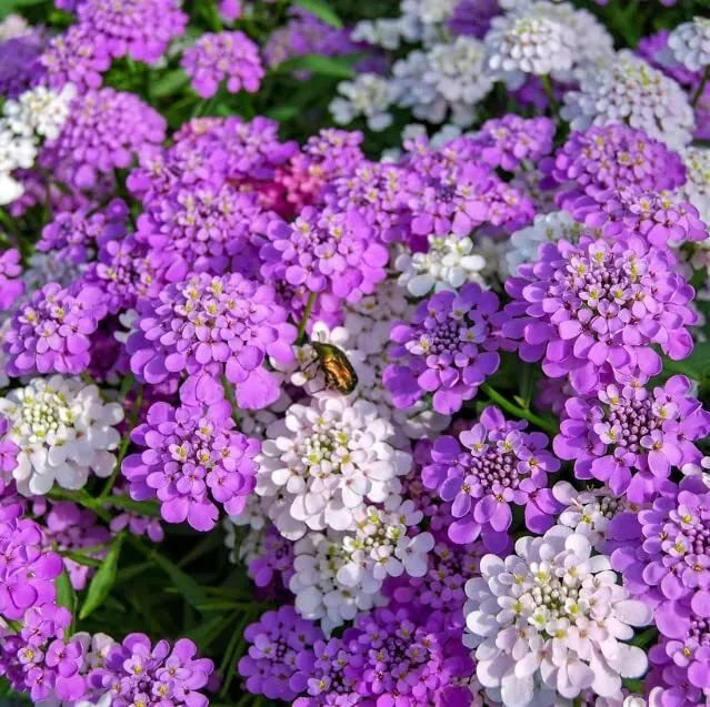 Candytuft Wildflower Seeds - Ground Cover Plant - White Flower Variety - Iberis umbellata - Low Maintenance & Drought-Resistant