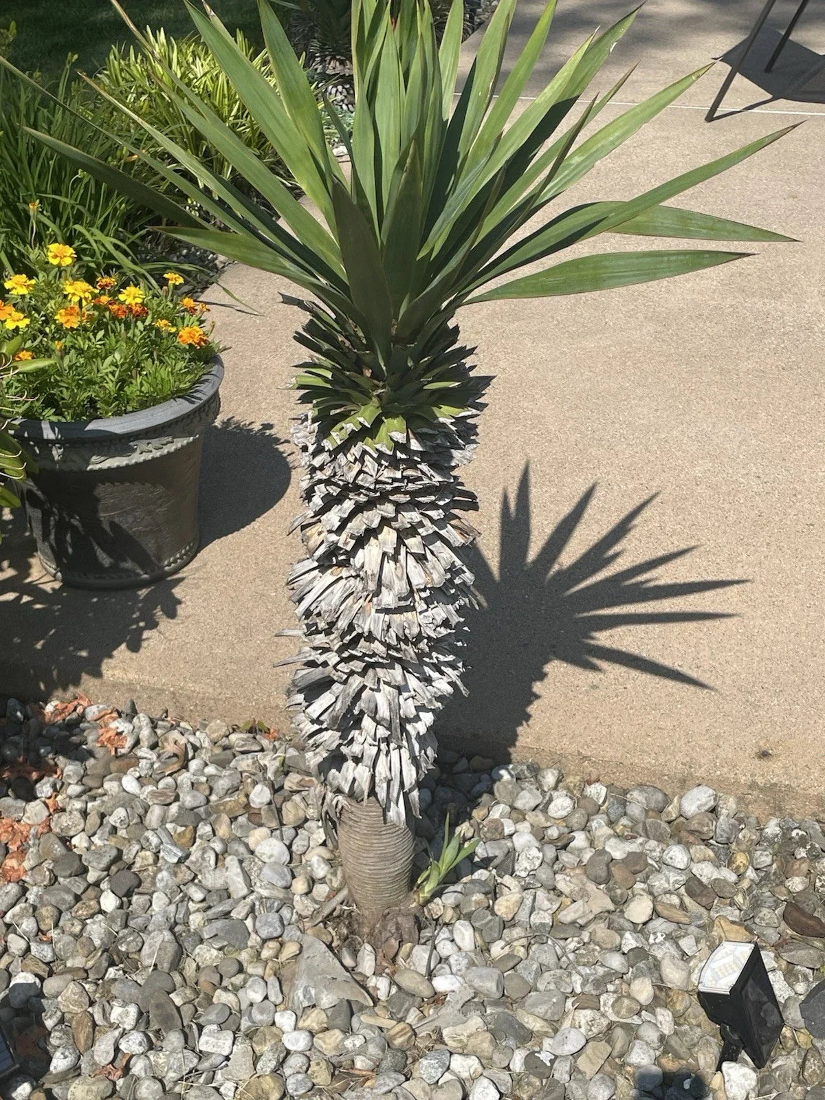 Yucca Pups Bare Root Plants - Hardy Succulent Varieties for Indoor/Outdoor Gardens - Yucca spp.