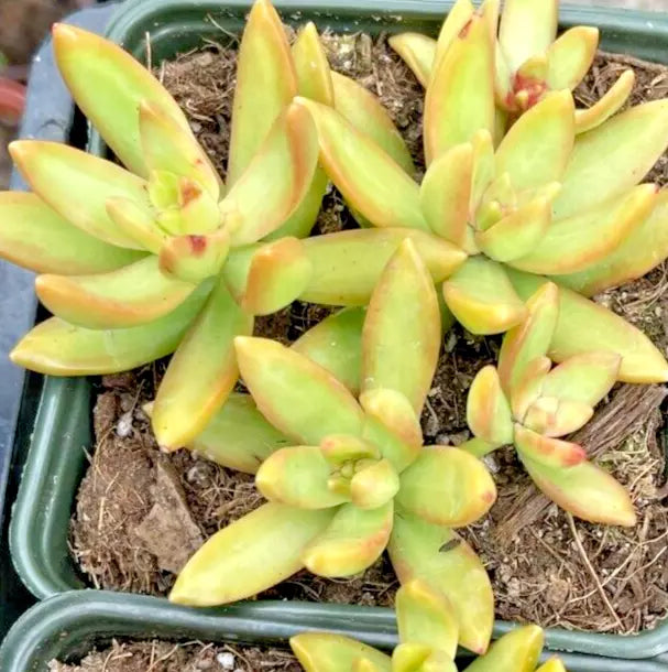 Succulent Plants 2" Sedum Adolphi Golden Glow Yellow Rosettes - Sedum adolphi - Low Maintenance Indoor/Outdoor Care