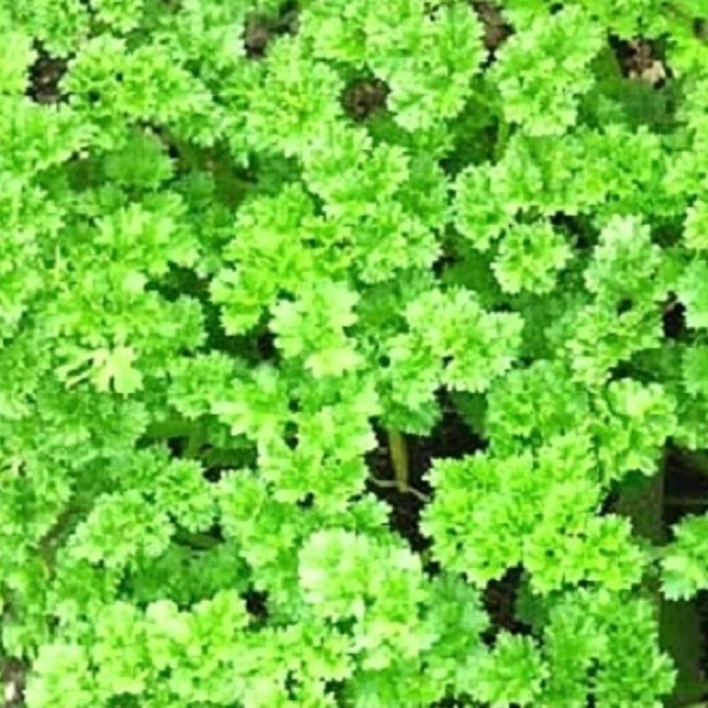 Triple Curled Parsley Seeds - Heirloom NON-GMO - Petroselinum crispum - Culinary Herb Garden Seeds for Easy Growing