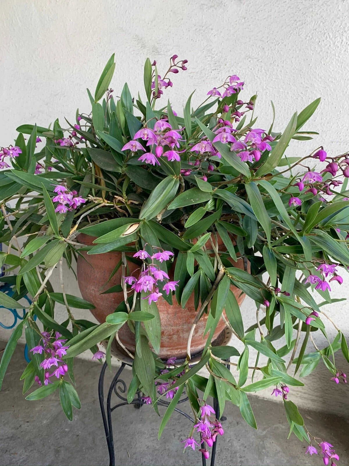 Dendrobium Orchid Plant 3 Pack - Miniature Kingianum with Very Fragrant Flowers - Dendrobium kingianum