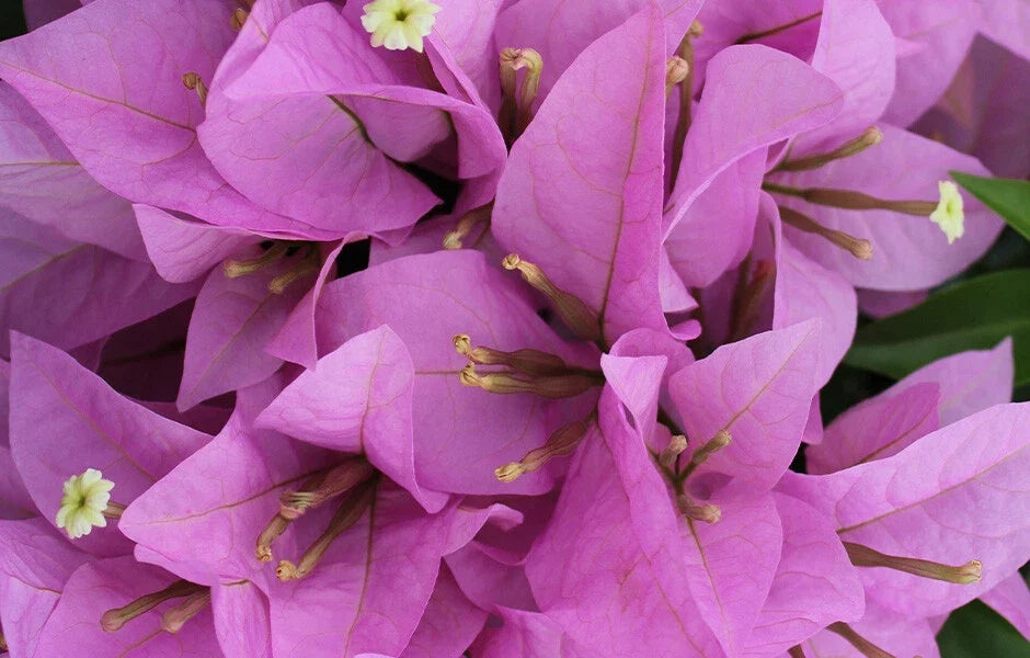 Bougainvillea Starter Plant - RIJNSTAR LILA - Live Plug Plant - Bougainvillea glabra - Well Rooted - USA Seller