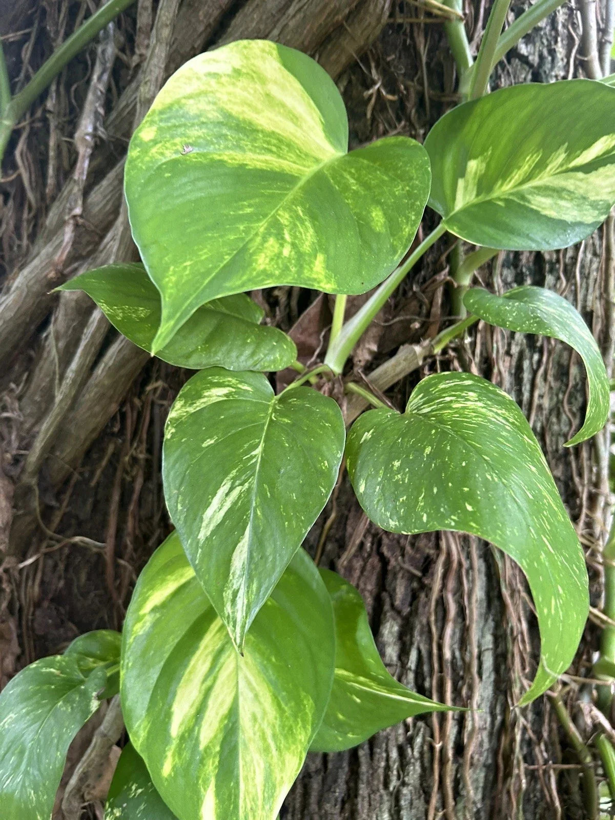 Large Bare Root Cuttings - Climbing Pothos Plant - Epipremnum aureum - Multiple Leaves - Indoor Trailing Vine