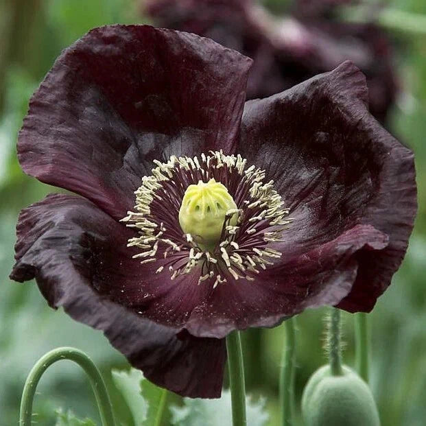 Midnight Poppy Seeds - 200+ Pack - Dark Purple to Black - Papaver somniferum - USA Grown, Non-GMO, Free Shipping