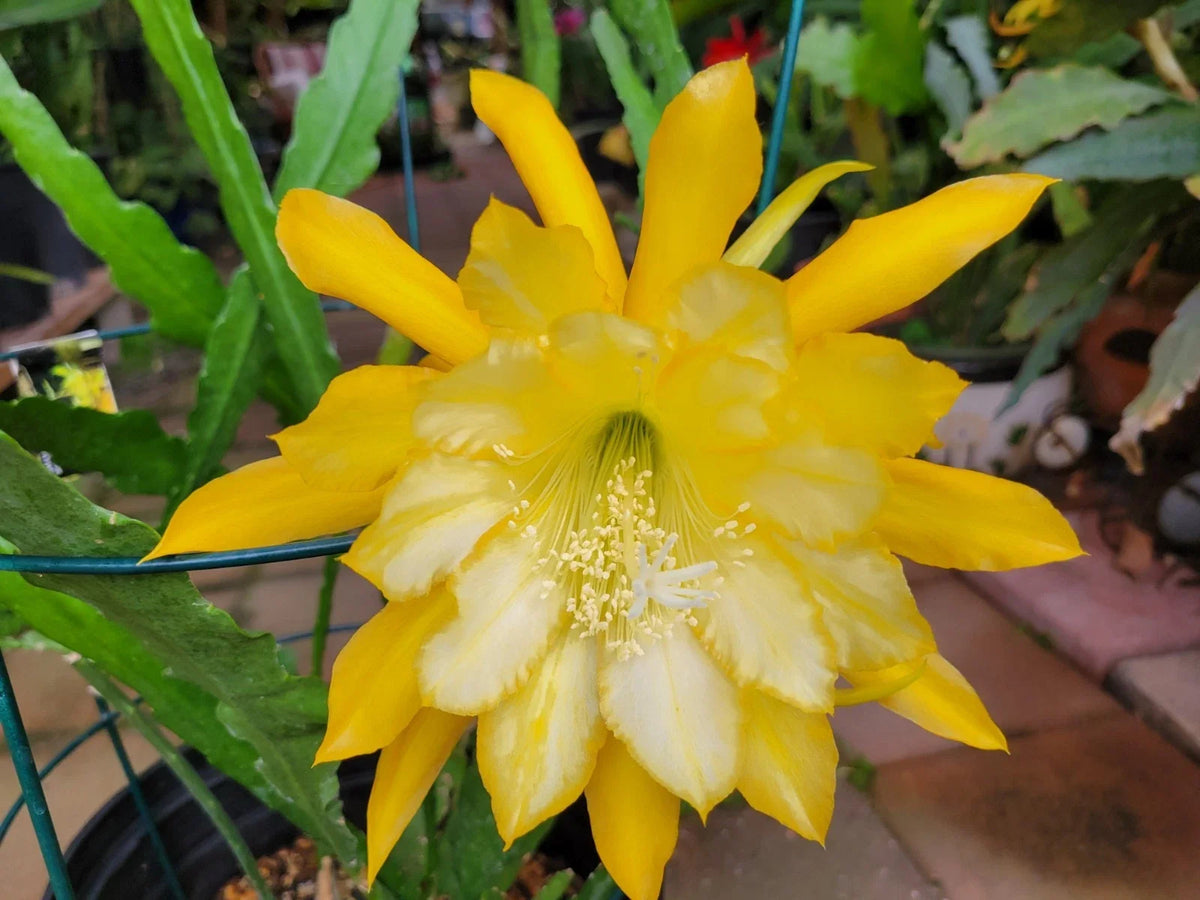 Epiphyllum Cuttings 8-10 Inches Going Bananas Unrooted Plant Epiphyllum spp. Unique Foliage for Propagation & Gardening