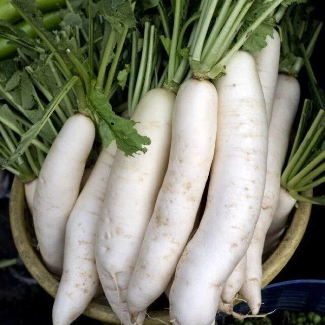China White Radish Seeds - 100 Count - Raphanus sativus - Non-GMO Fast-Growing Variety for Home Gardens and Containers