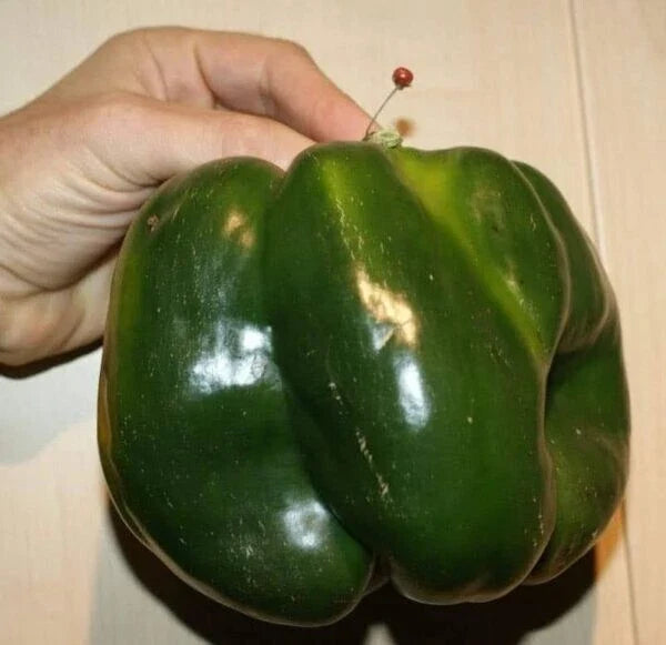 Emerald Giant Bell Pepper Seeds - 30+ Non-GMO Heirloom Organic - Capsicum annuum - Sweet Flavor for Gardens & Containers