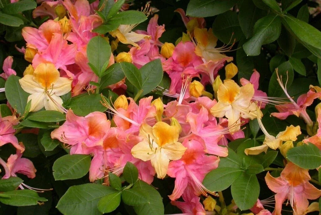 Azalea Plant - Rooted Rhododendron - Pink & Yellow - Garden Rainbow - Dormant Rhododendron spp.