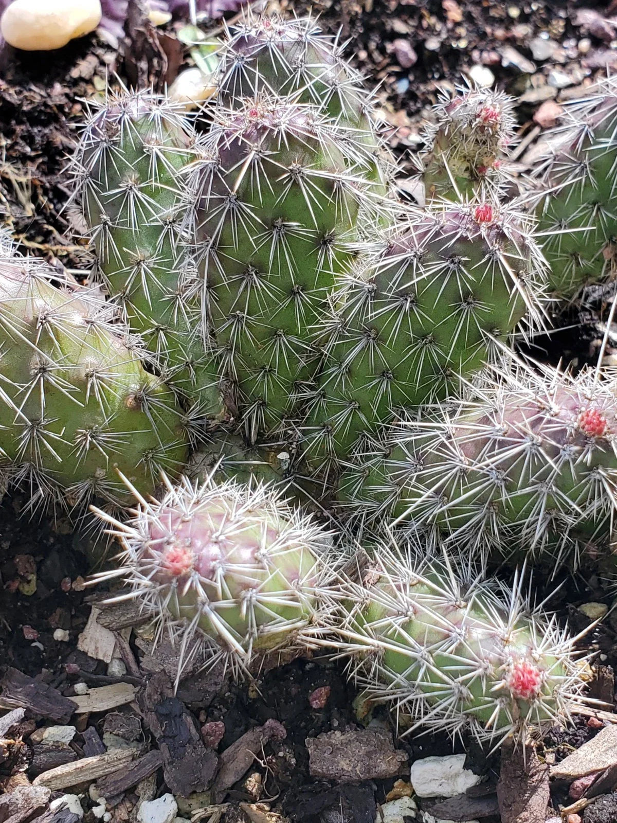 Spiny Cat's Paw Cactus Cuttings - 2 Live Cuttings - Opuntia microdasys - Unique Succulent for Indoor/Outdoor Gardening