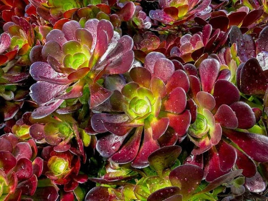 Aeonium Cuttings - Velour Variety - Deep Purple with Green Centers - Perfect for Propagation - Aeonium 'Velour'