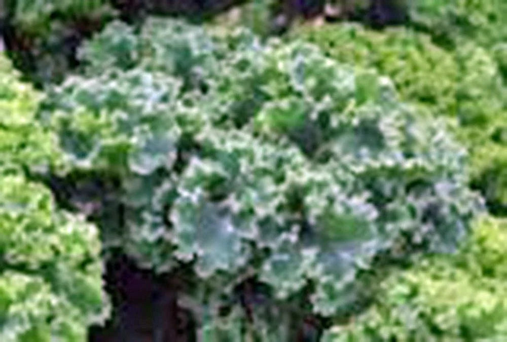 Kale Seeds 50+ Count Vates Blue Curled Scotch Heirloom Non-GMO Brassica oleracea for Home Gardening and Healthy Eating