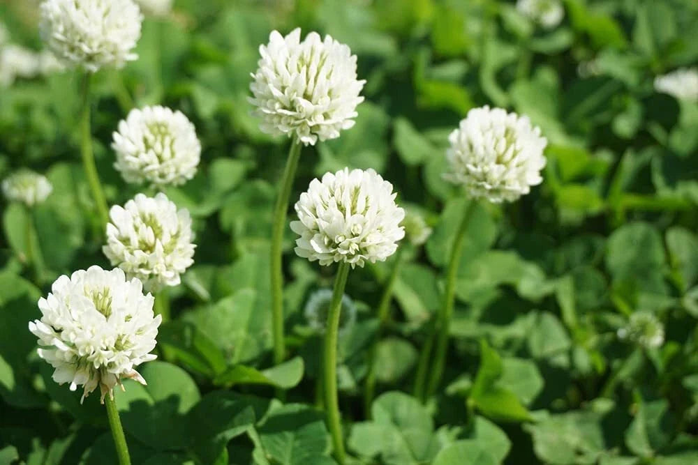 Dutch White Clover Seed 5 Lbs - Trifolium repens - Ideal for Food Plot, Cover Crop, Pasture, Low-Maintenance Ground Cover