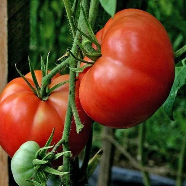 Big Boy Tomato Seeds - 30+ Organic Non-GMO Hybrid Seeds - Solanum lycopersicum - High-Yield Vegetable for Home Gardens