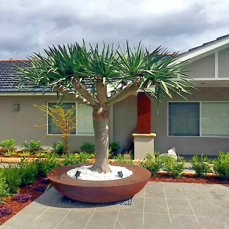 Dragon's Blood Tree Seeds - 10 Pack - Dracaena draco - Exotic Bonsai Plant for Indoor & Outdoor Gardening
