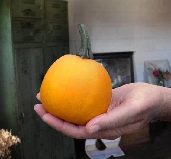 Pumpkin Seeds for Planting - 10 Seeds - Apprentice Variety - Cucurbita pepo - Ideal for Home Gardens and Fall Decor