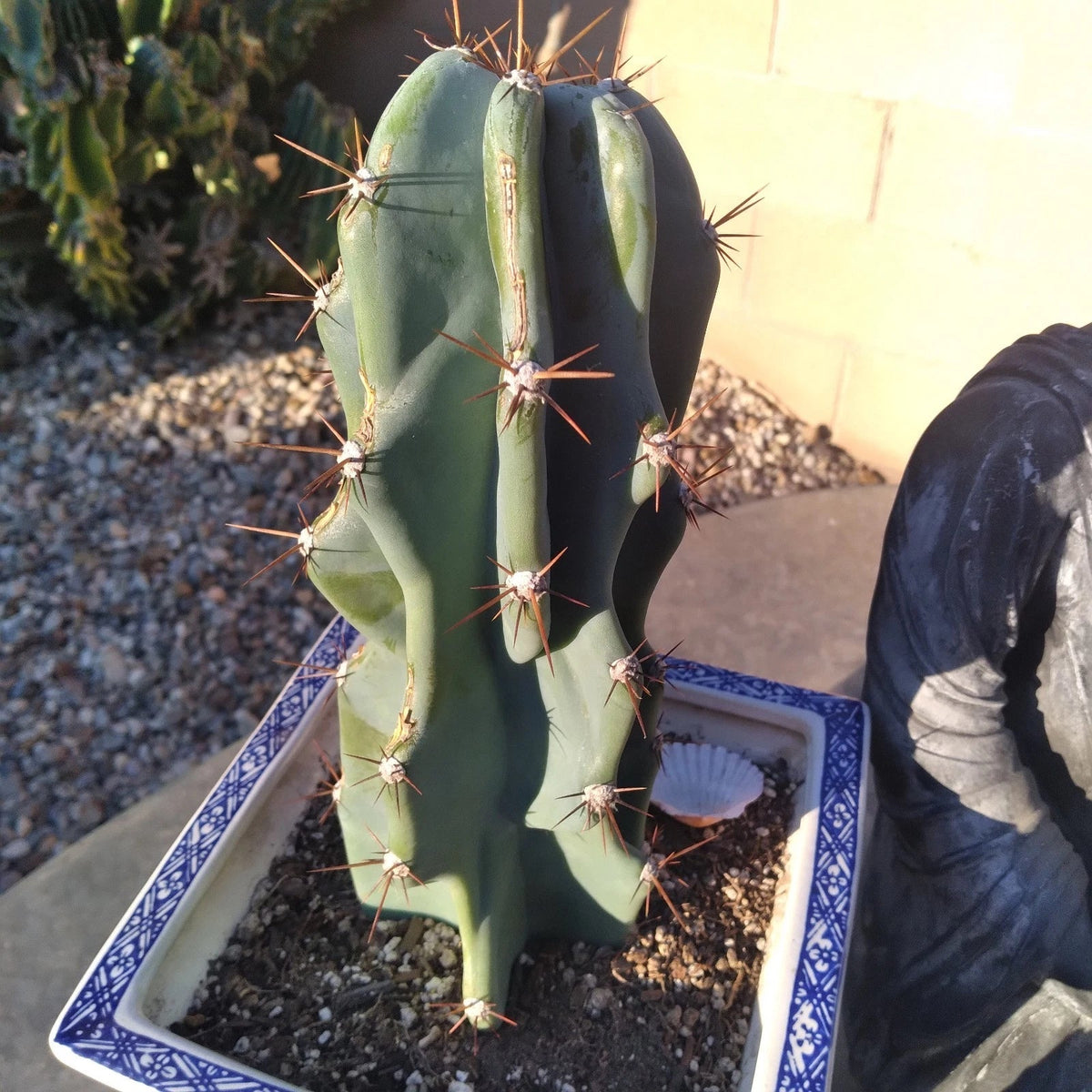 Cereus Peruvianus Monstrose Cutting - 12" Blue Cactus - Unique Indoor Succulent Plant for Gardening and Decor