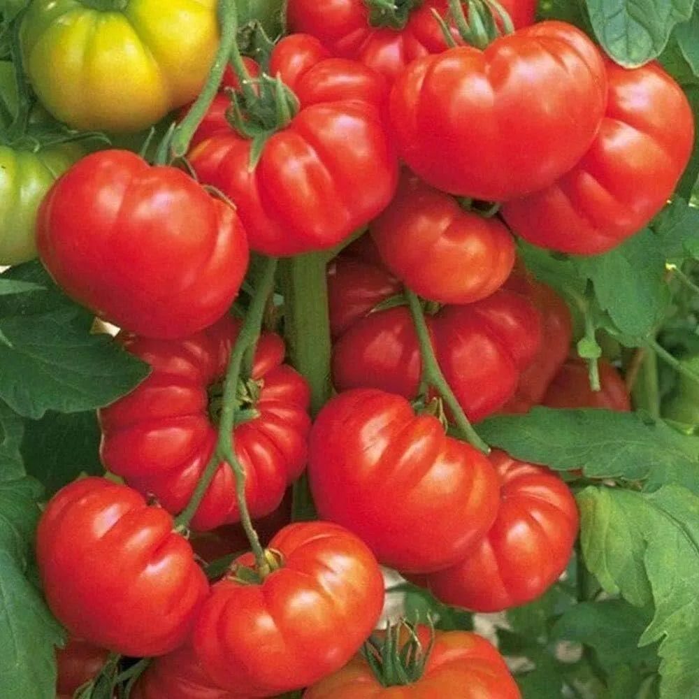 Heirloom Steak Tomato Seeds - 10+ Organic Beefsteak Seeds - Solanum lycopersicum - Juicy, Fresh Variety for Home Gardens