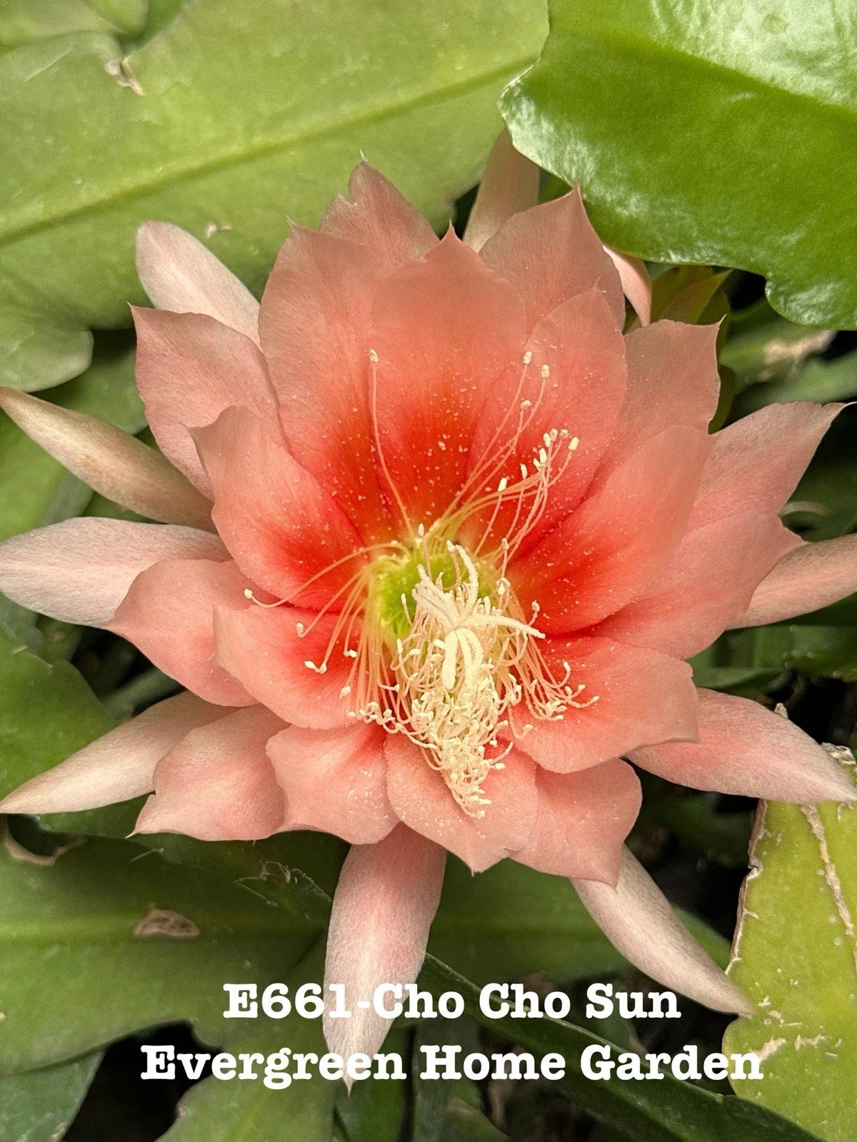 Epiphyllum Orchid Cactus 4" Starter Pot "Cho Cho Sun" - Rooted Houseplant for Indoor Gardening - Epiphyllum spp.