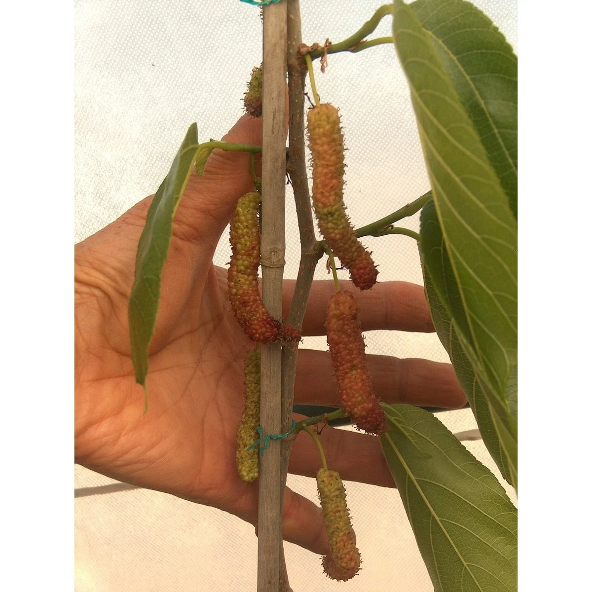Pakistan Long Black Mulberry Cuttings (4) for Grafting - Morus nigra - High-Quality Fruit Planting Material for Home Gardens