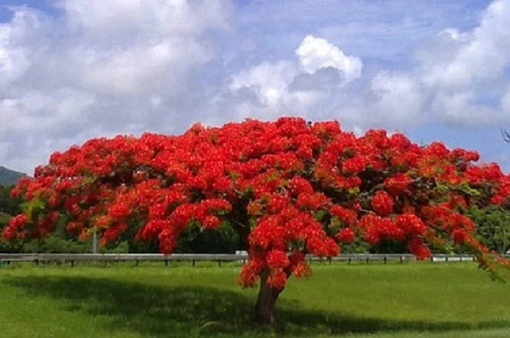 20 Seeds Delonix regia - Royal Poinciana Flame Tree, Gulmohar, Tropical Ornamental Tree Seeds, Vibrant Red-Orange Flowers