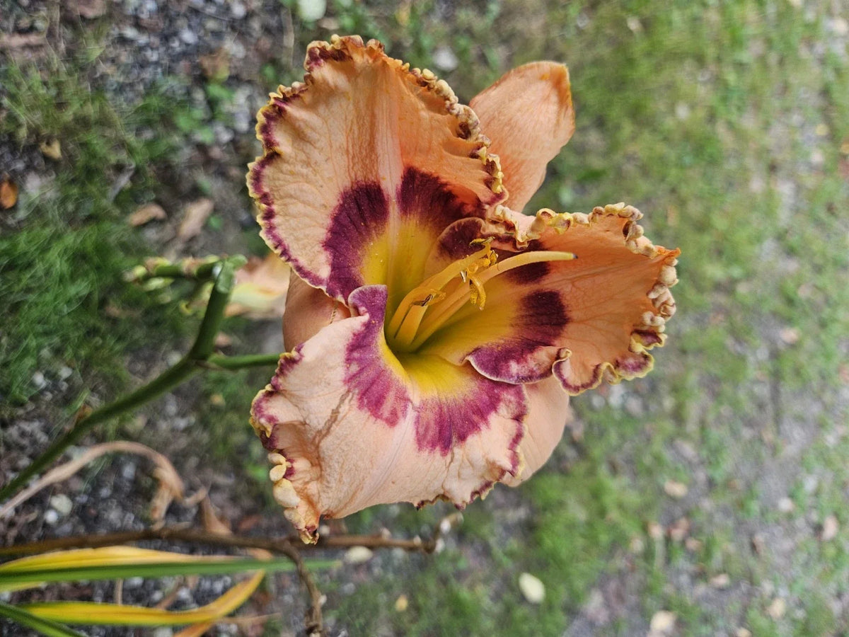 Daylily Plant - Bare Root - Rainbow Rhythm Multi-Colored Perennial Flower - Hemerocallis 'Rainbow Rhythm' for Garden Landscaping