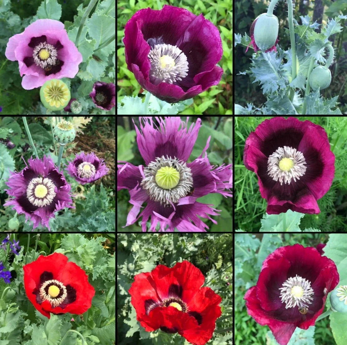 Poppy Seeds Mix - 1000 Non-GMO Breadseed Mixed Colors - Papaver somniferum - Ideal for Baking & Crafting